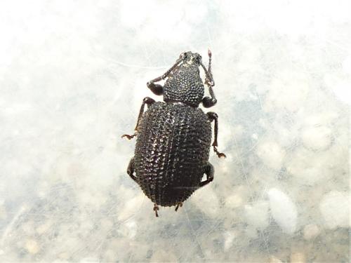 Otiorhynchus rugosostriatus